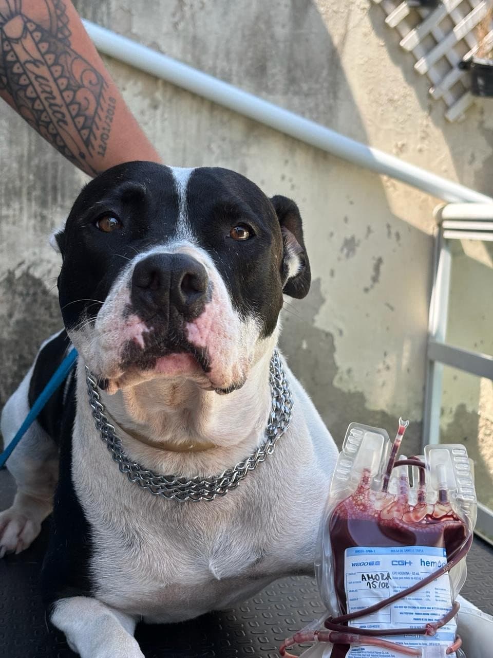 Cão doador com bolsa de hemocomponente do HemoVitae