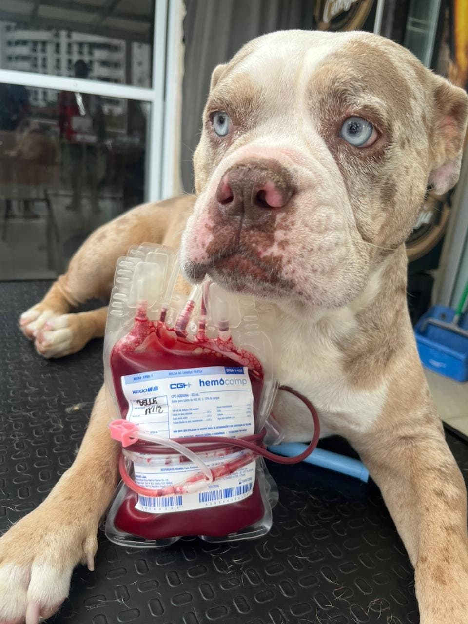Cão doador saudável com bolsa de hemocomponente após coleta