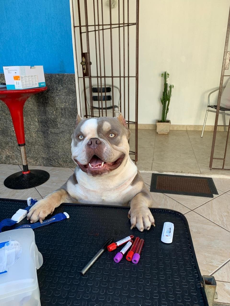 Cão doador tranquilo durante coleta acompanhada para hemocomponentes
