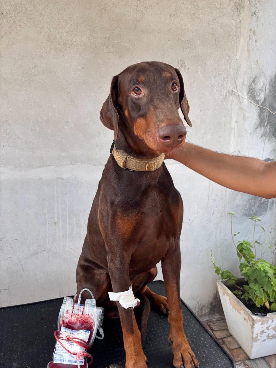 Cão doador doberman no pós-coleta com bolsa de hemocomponente