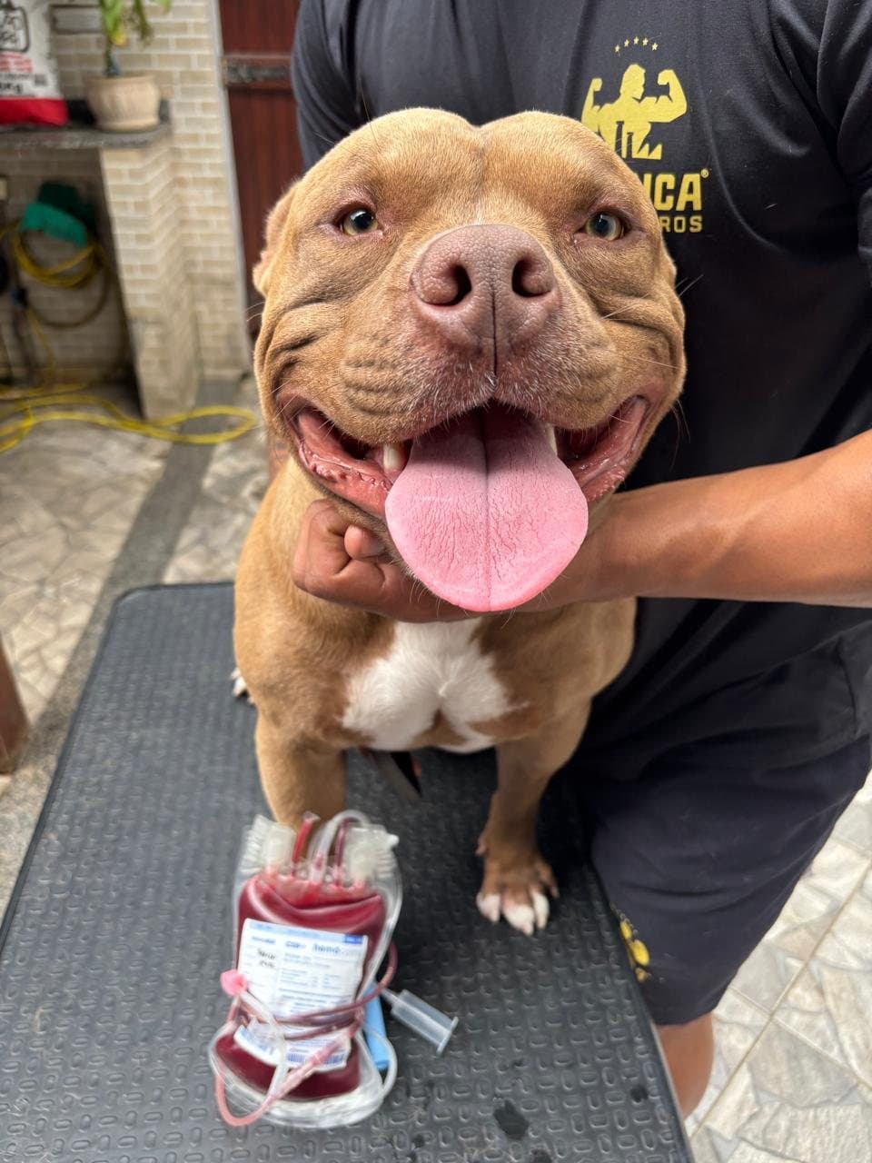 Cão doador feliz com bolsa de hemocomponente após coleta