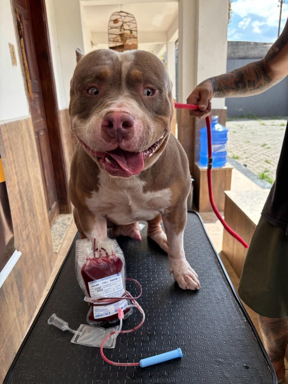 Cão doador marrom com coleta concluída e bolsa de sangue