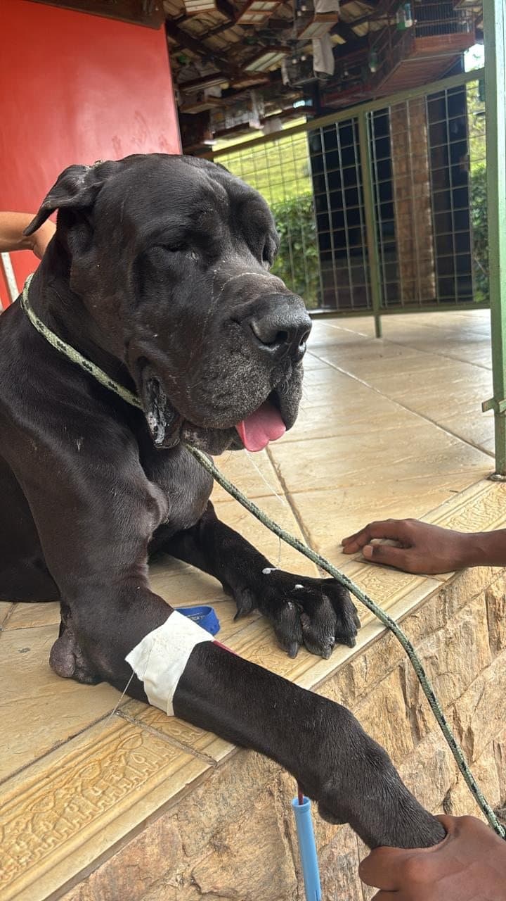 Cão doador em recuperação tranquila após coleta de sangue