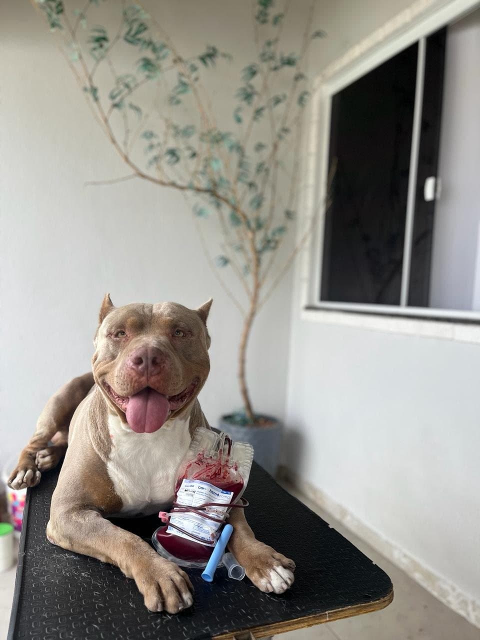 Cão doador saudável com bolsa de sangue do HemoVitae