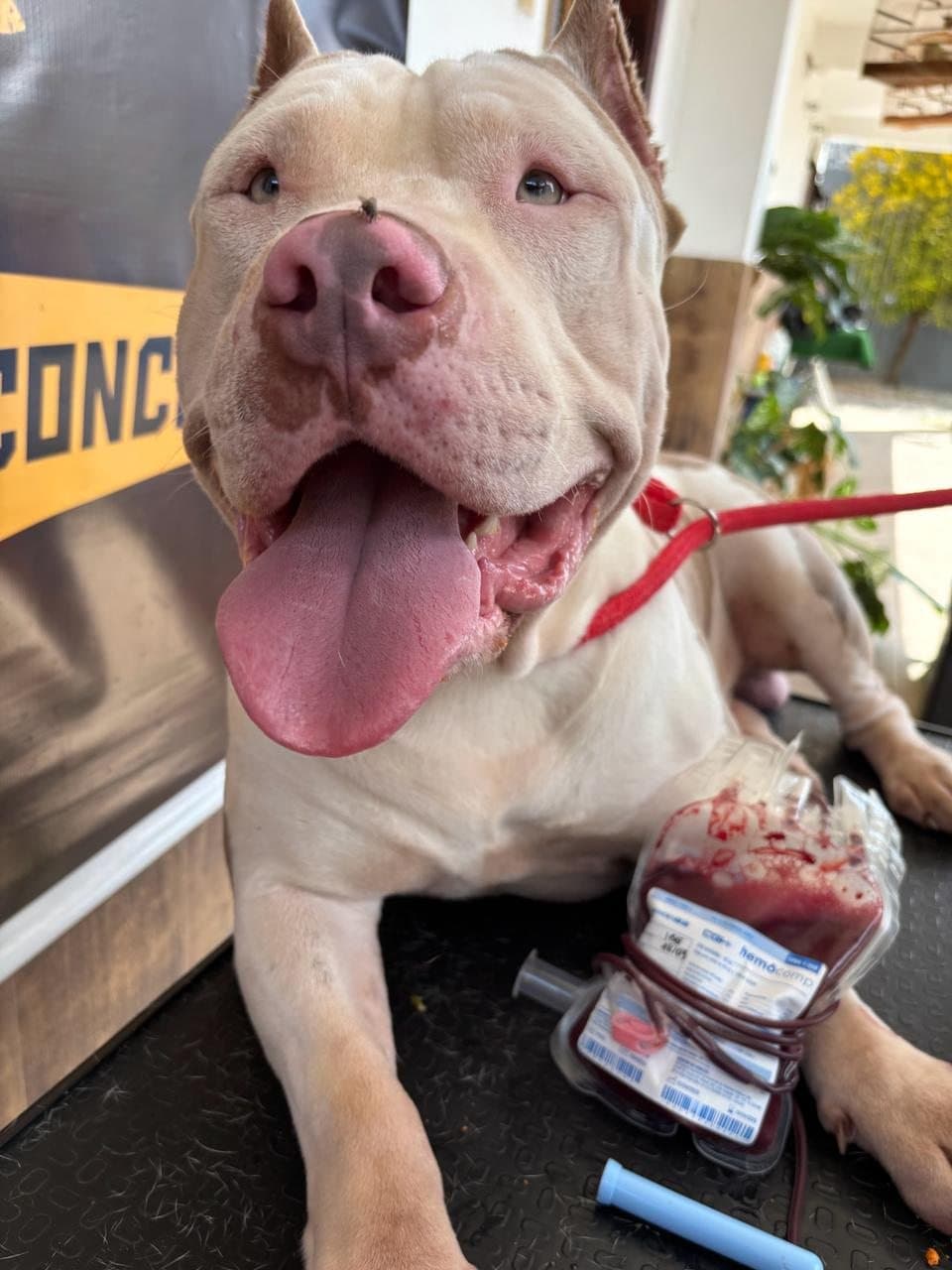 Cão doador sorrindo após coleta de sangue veterinária