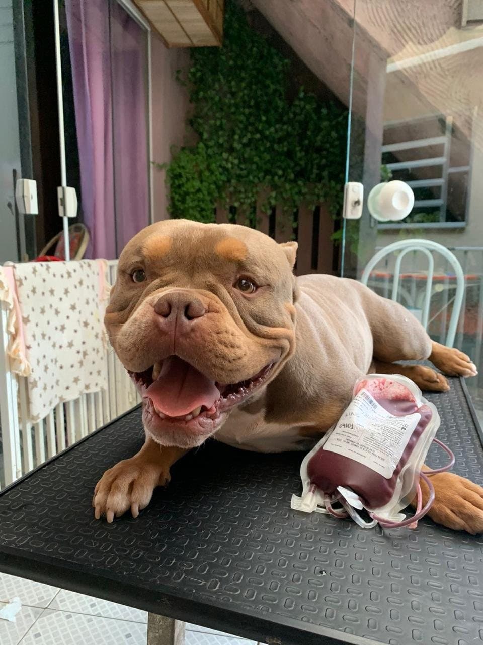 Cão doador tranquilo ao lado de bolsa de hemocomponente
