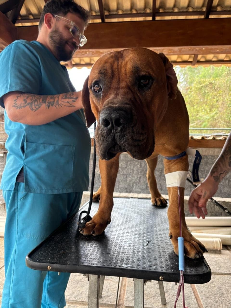 Veterinário acompanhando cão doador durante coleta segura